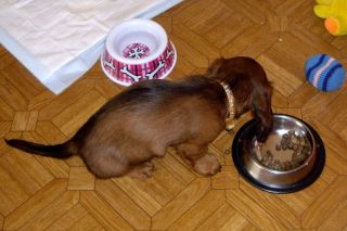 Jamnik d�ugow�osy NAILA